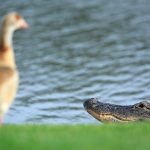 Do Alligators Eat Birds and Ducks?