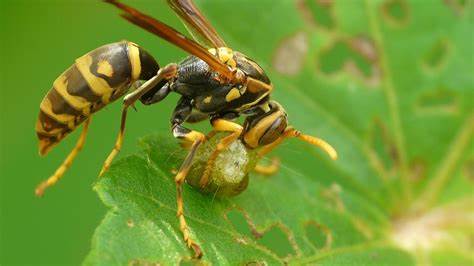 How Long Can A Wasp Live Without Food